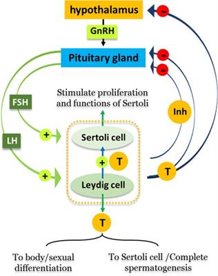 Effects of dioxins on animal spermatogenesis: A state-of-the-art review